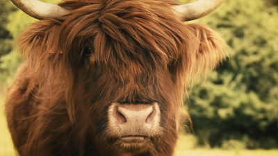 /files/live/sites/bucolique/files/Website/News/vache bucolique.png